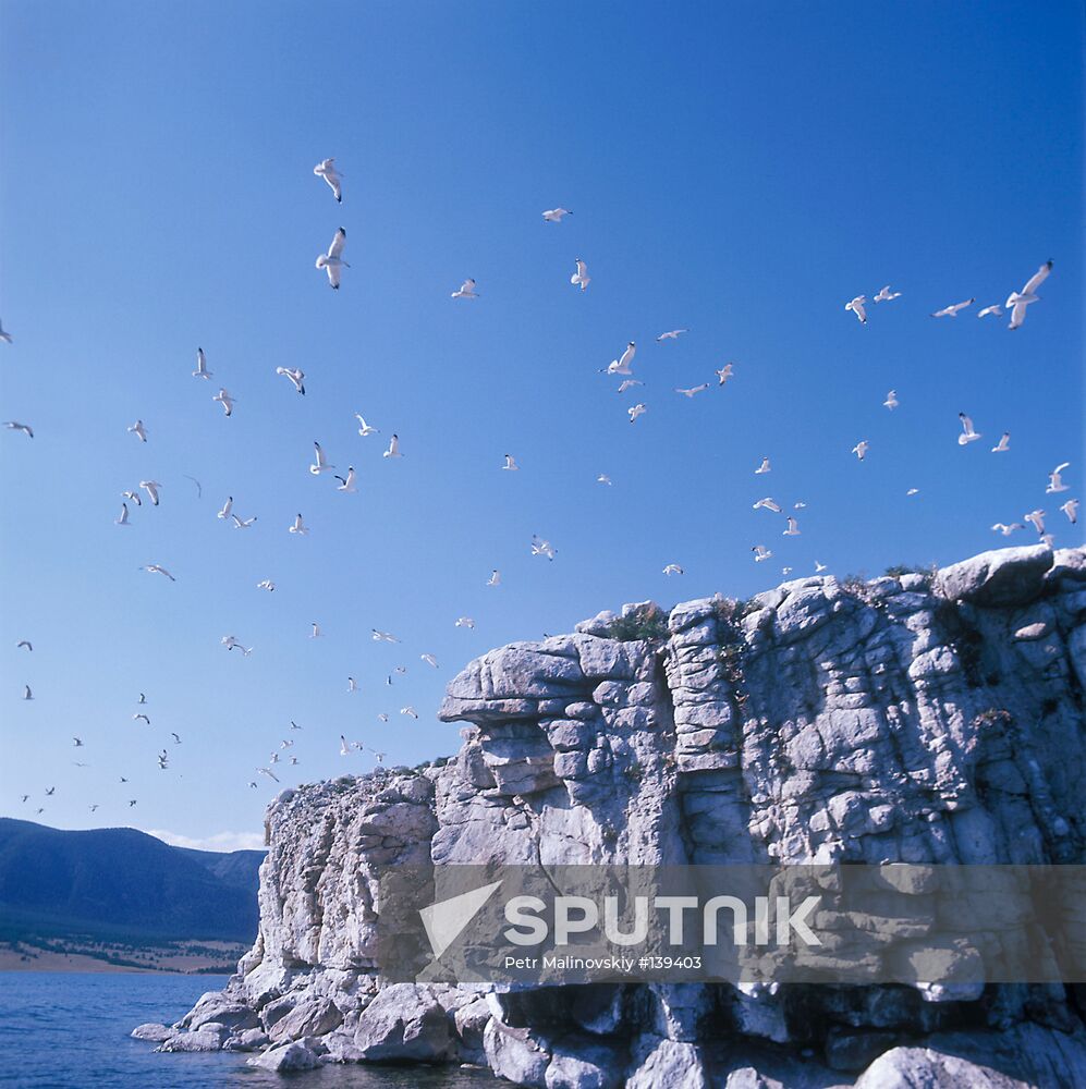 Sea gulls Baikal