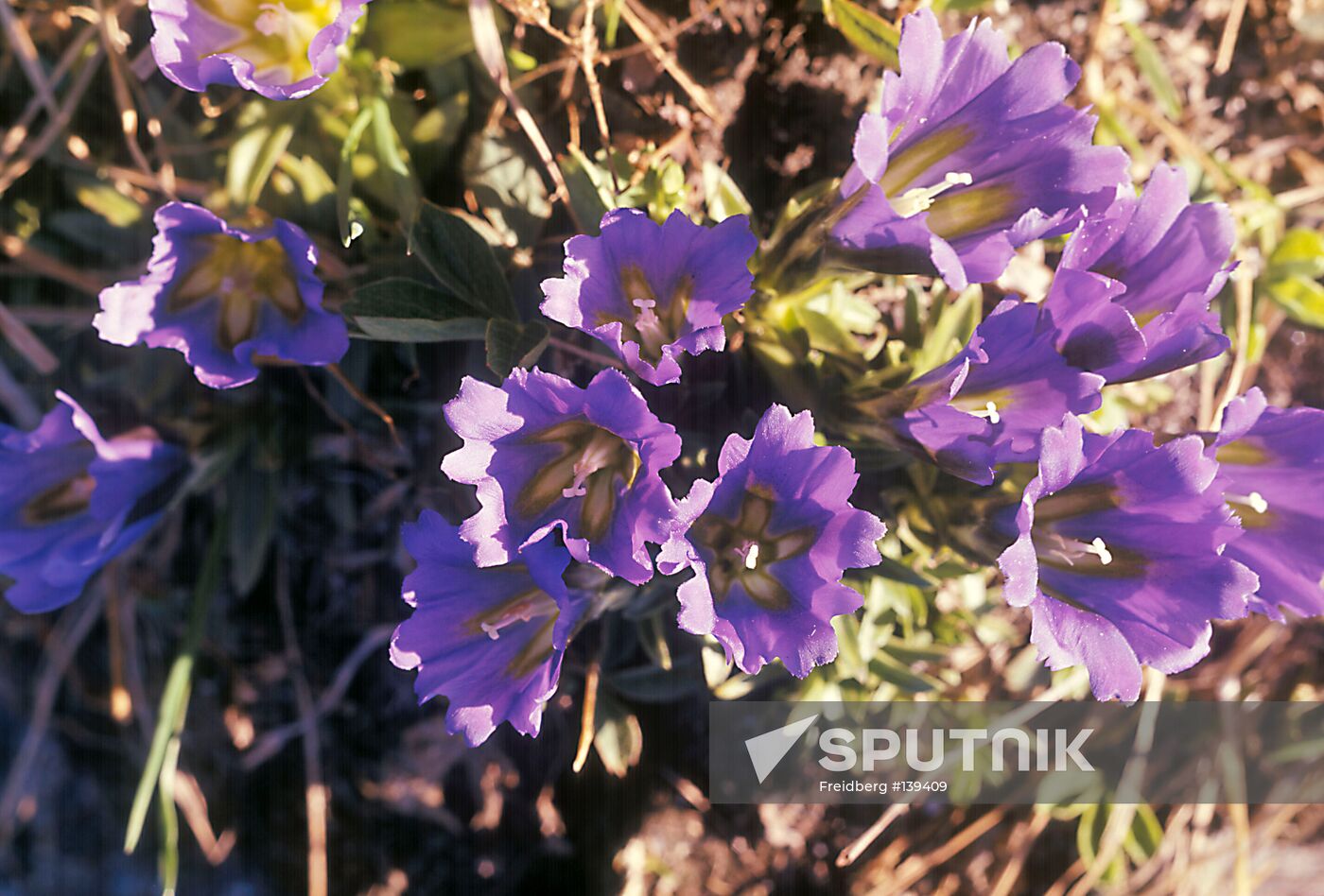 BAIKAL IRISES