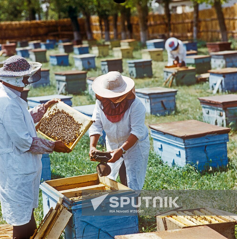 COLLECTIVE FARM APIARY