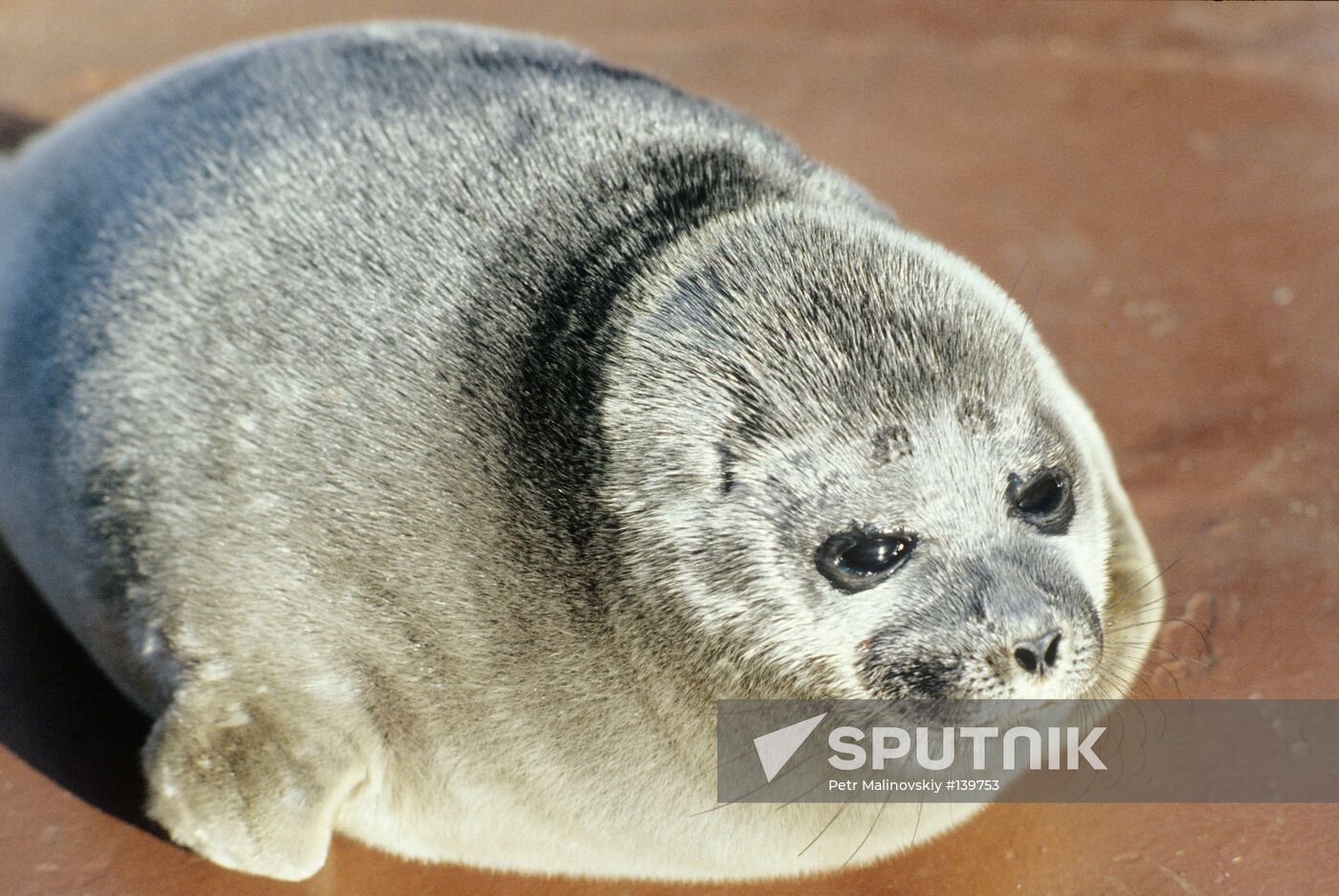 BAIKAL SEAL CUB