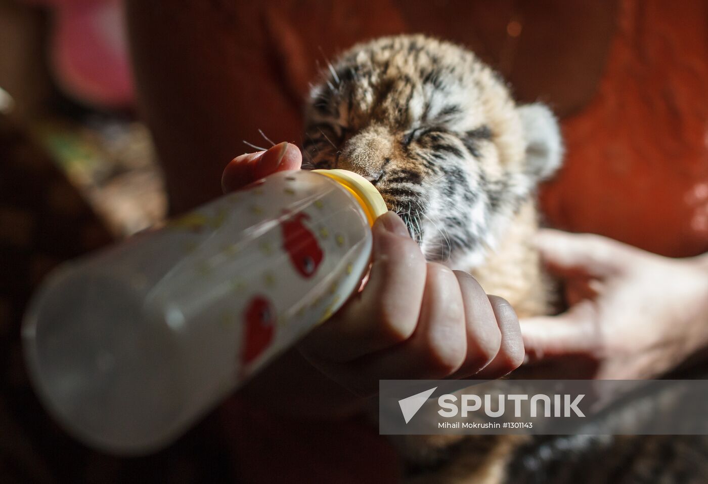 Dog nurses tiger cubs in Sochi