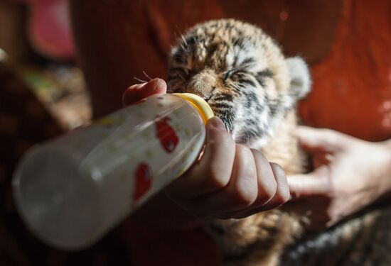 Dog nurses tiger cubs in Sochi