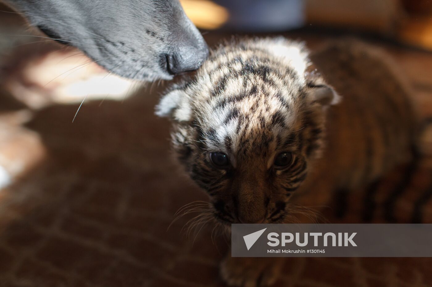 Dog nurses tiger cubs in Sochi