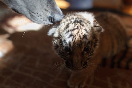 Dog nurses tiger cubs in Sochi