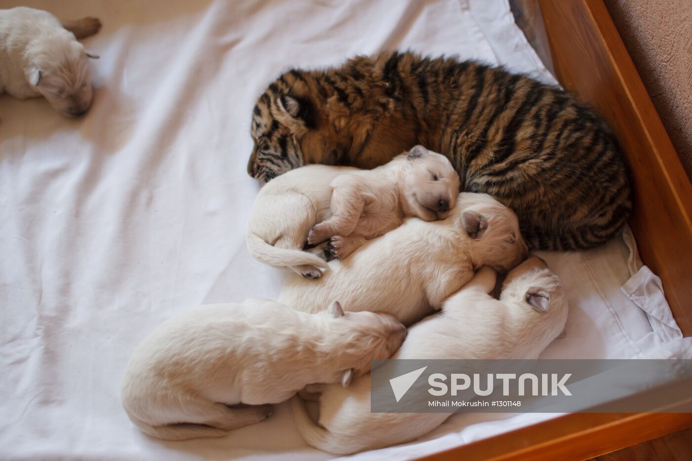 Dog nurses tiger cubs in Sochi