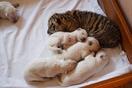 Dog nurses tiger cubs in Sochi