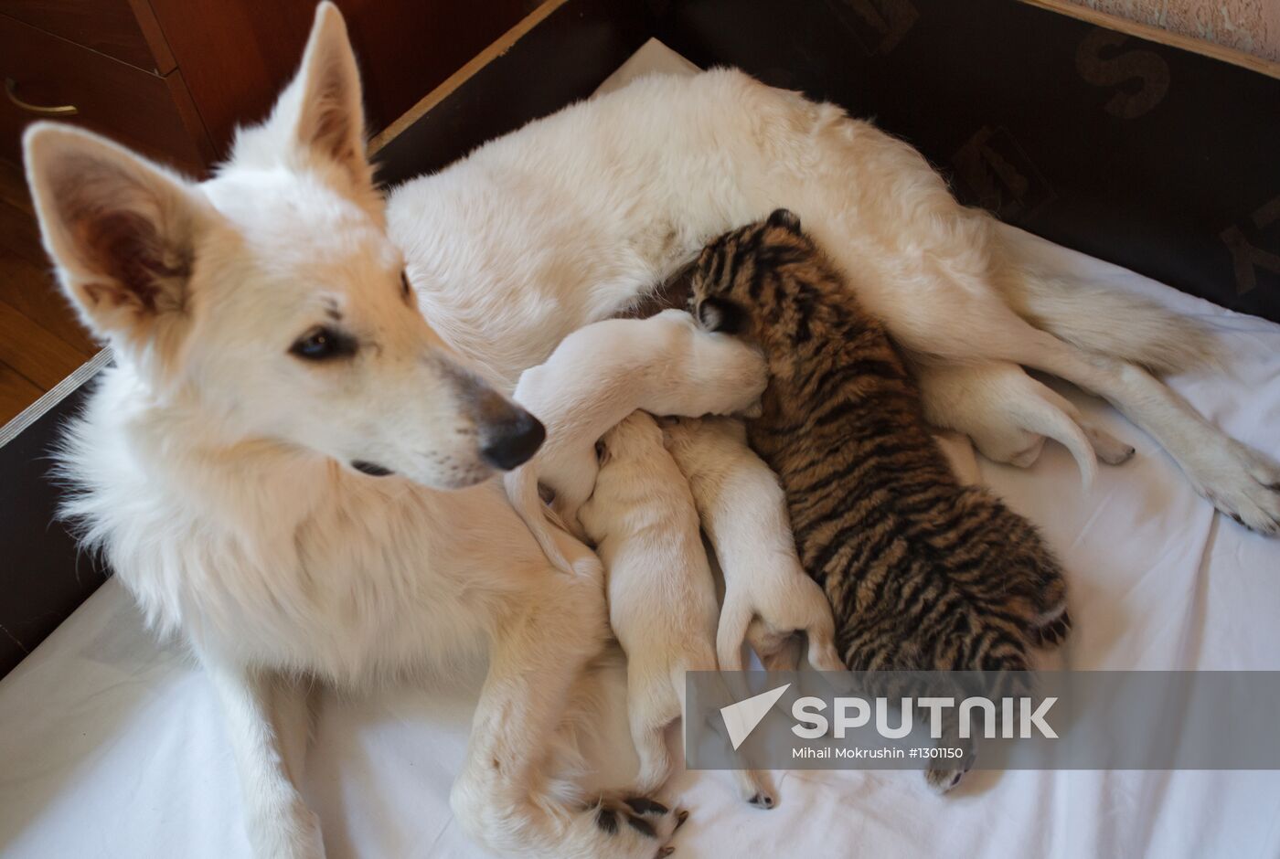 Dog nurses tiger cubs in Sochi