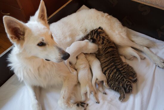 Dog nurses tiger cubs in Sochi