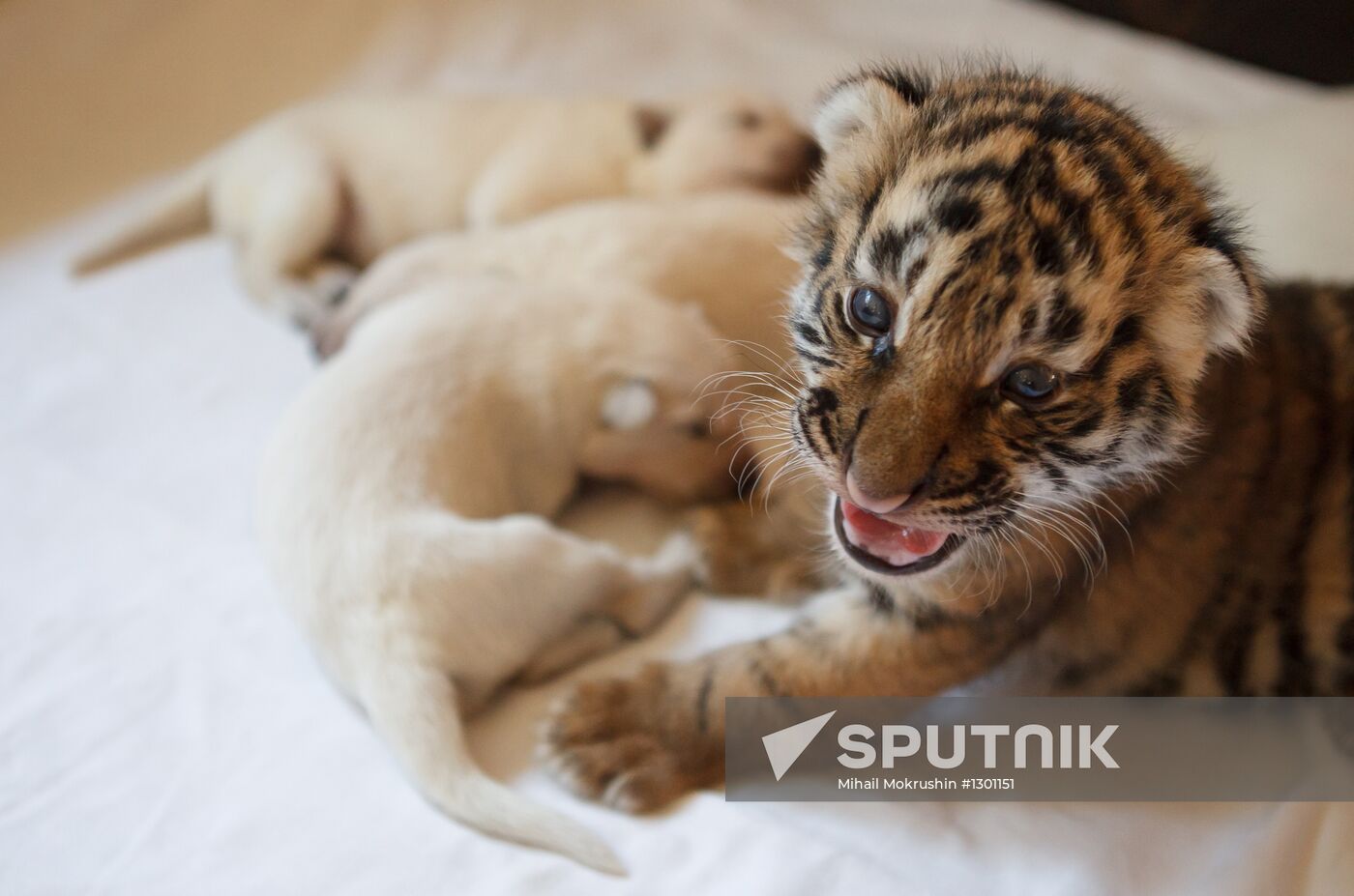 Dog nurses tiger cubs in Sochi