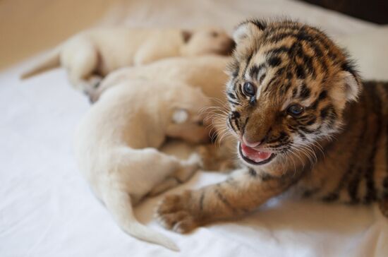 Dog nurses tiger cubs in Sochi