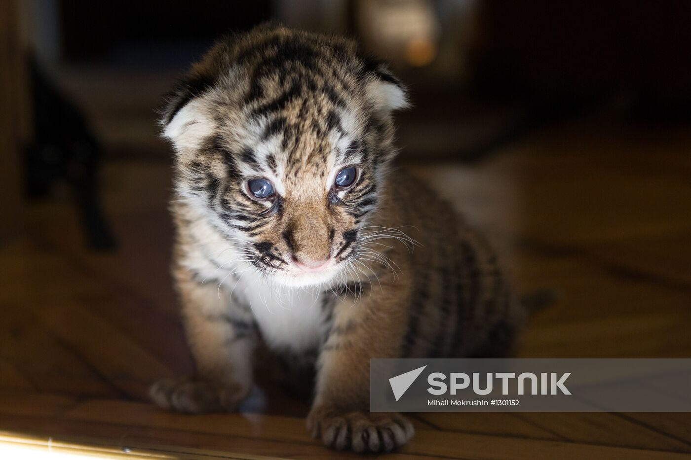 Dog nurses tiger cubs in Sochi
