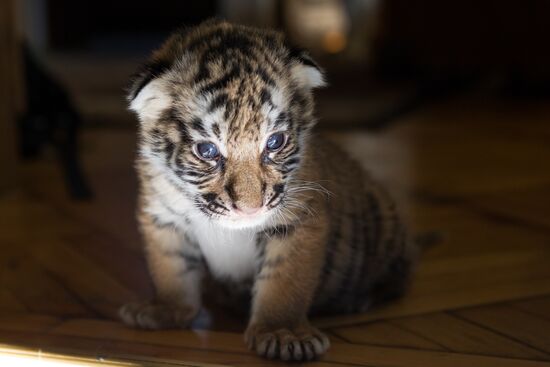 Dog nurses tiger cubs in Sochi