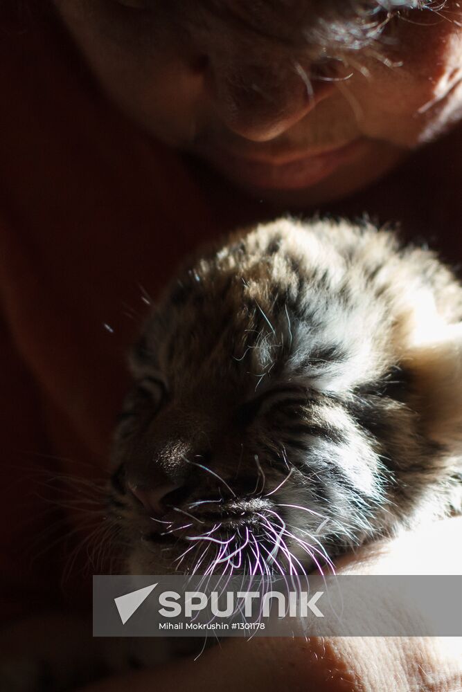 Dog nurses tiger cubs in Sochi