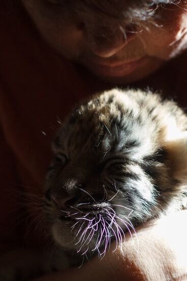 Dog nurses tiger cubs in Sochi