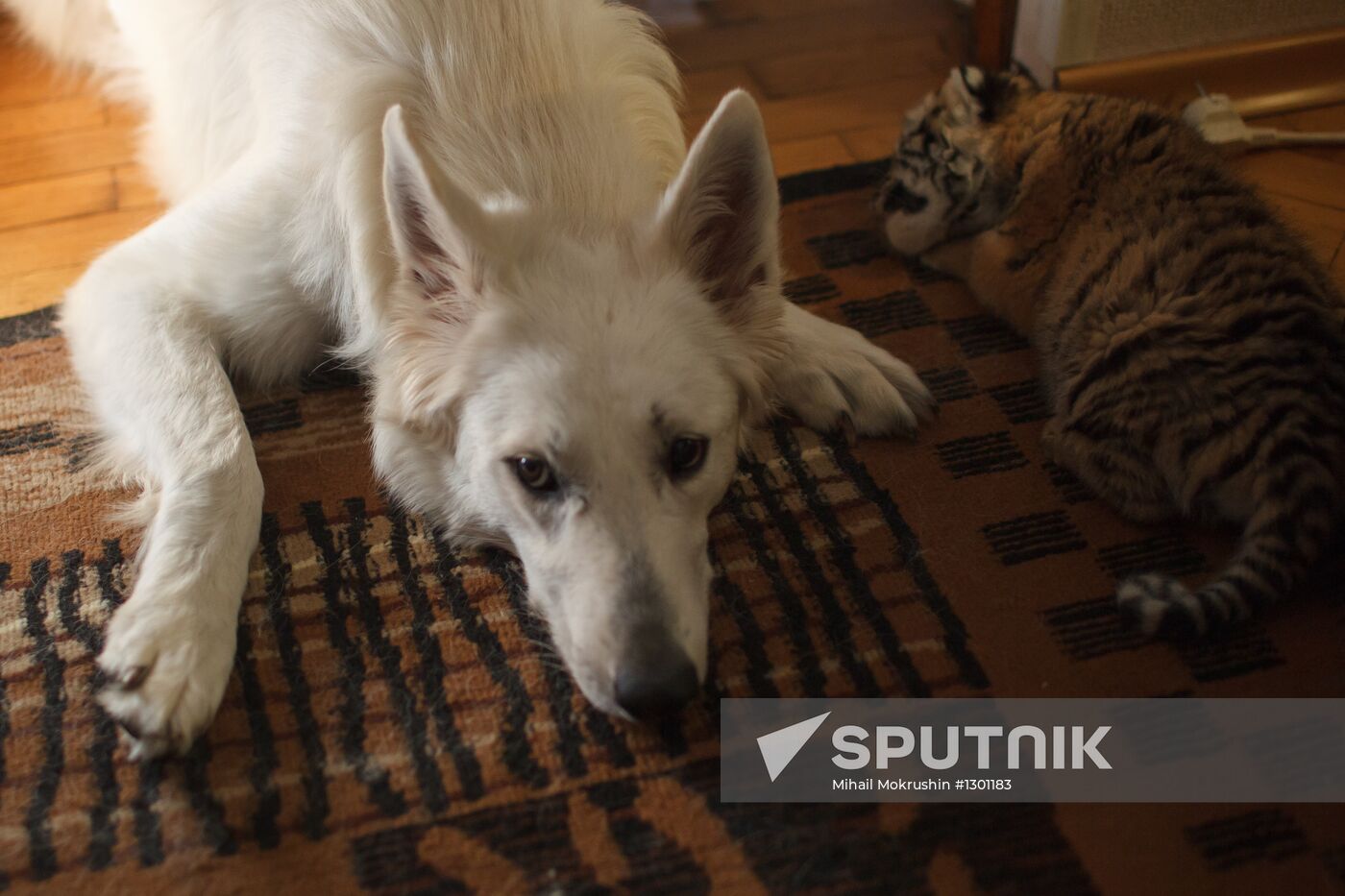 Dog nurses tiger cubs in Sochi