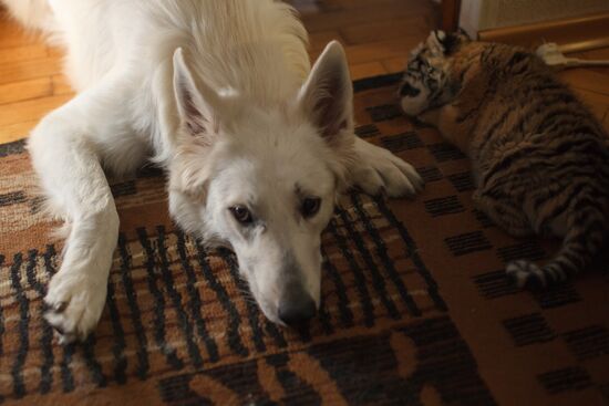 Dog nurses tiger cubs in Sochi