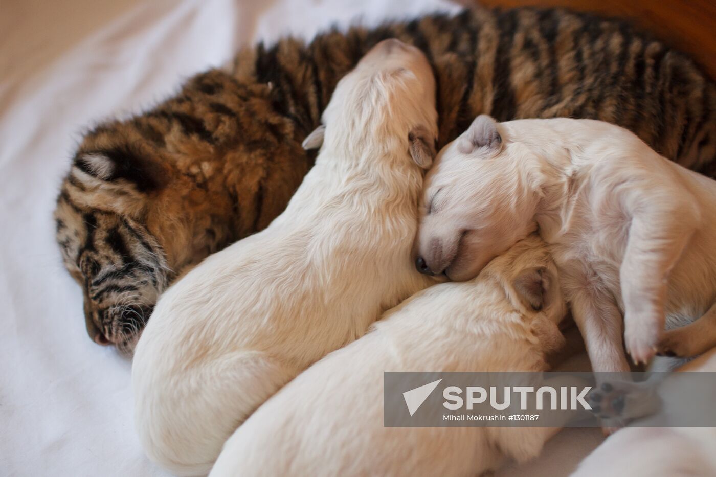 Dog nurses tiger cubs in Sochi