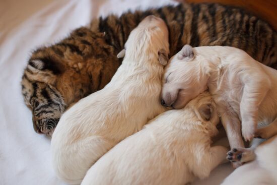 Dog nurses tiger cubs in Sochi