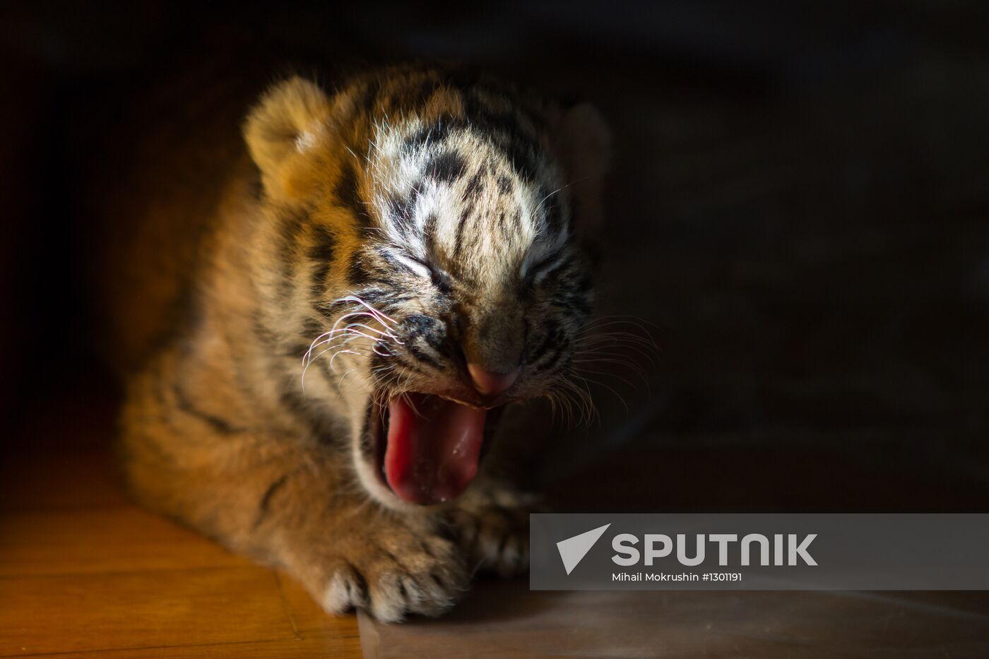 Dog nurses tiger cubs in Sochi