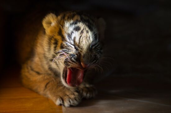 Dog nurses tiger cubs in Sochi