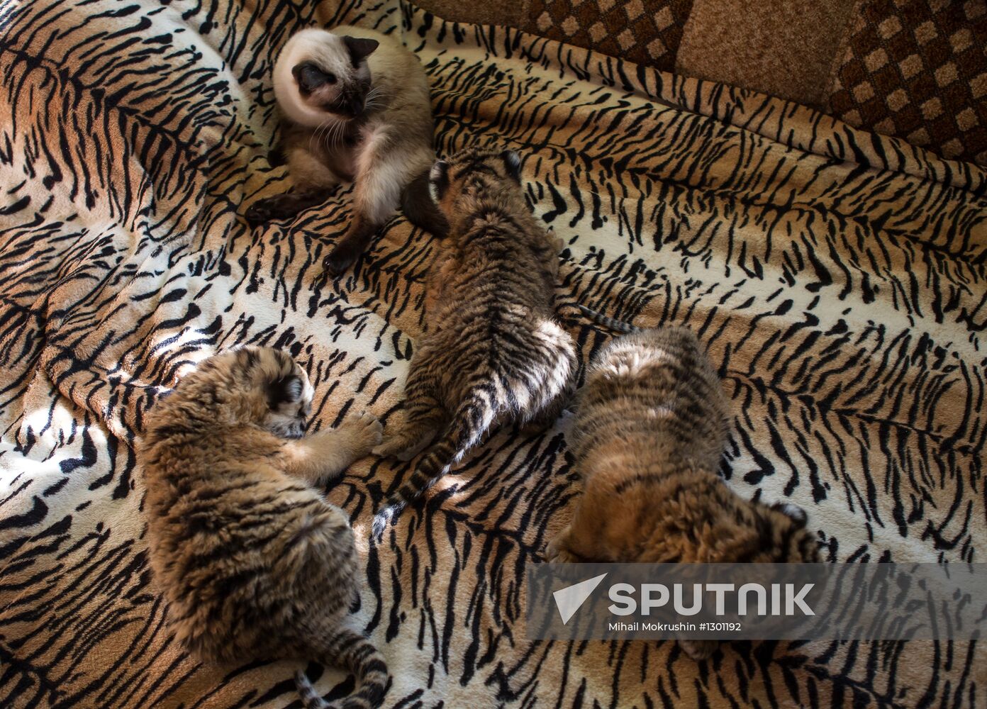 Dog nurses tiger cubs in Sochi