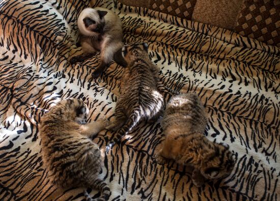 Dog nurses tiger cubs in Sochi