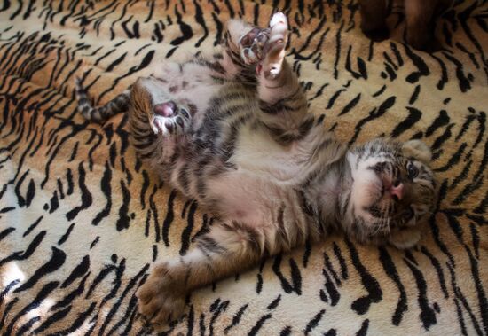 Dog nurses tiger cubs in Sochi