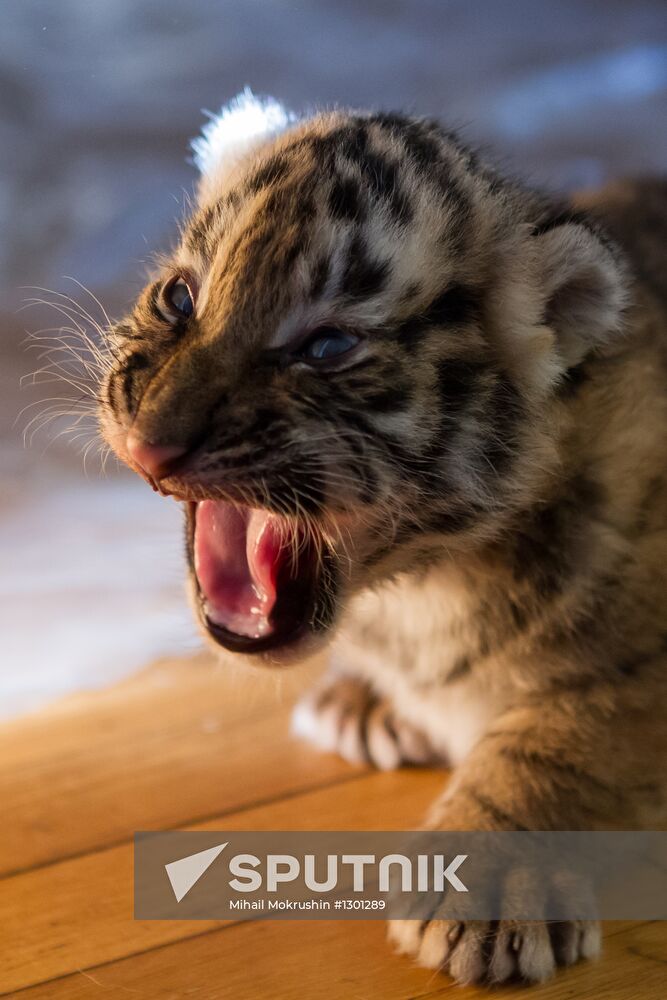 Dog nurses tiger cubs in Sochi