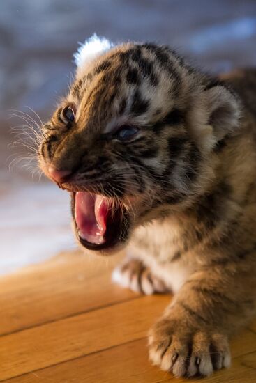 Dog nurses tiger cubs in Sochi