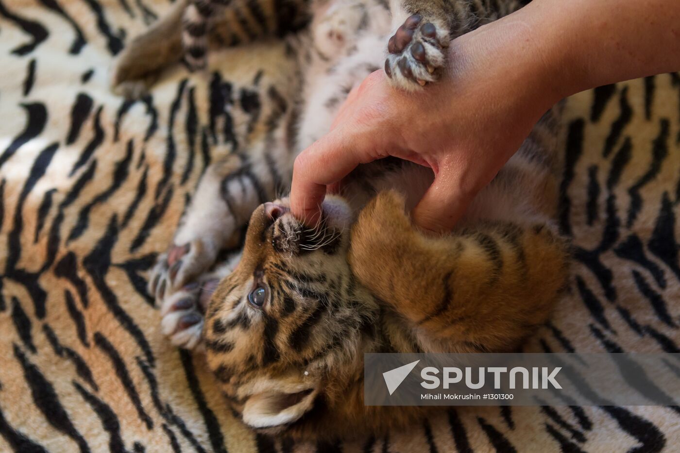 Dog nurses tiger cubs in Sochi