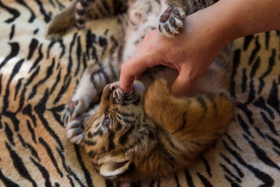 Dog nurses tiger cubs in Sochi