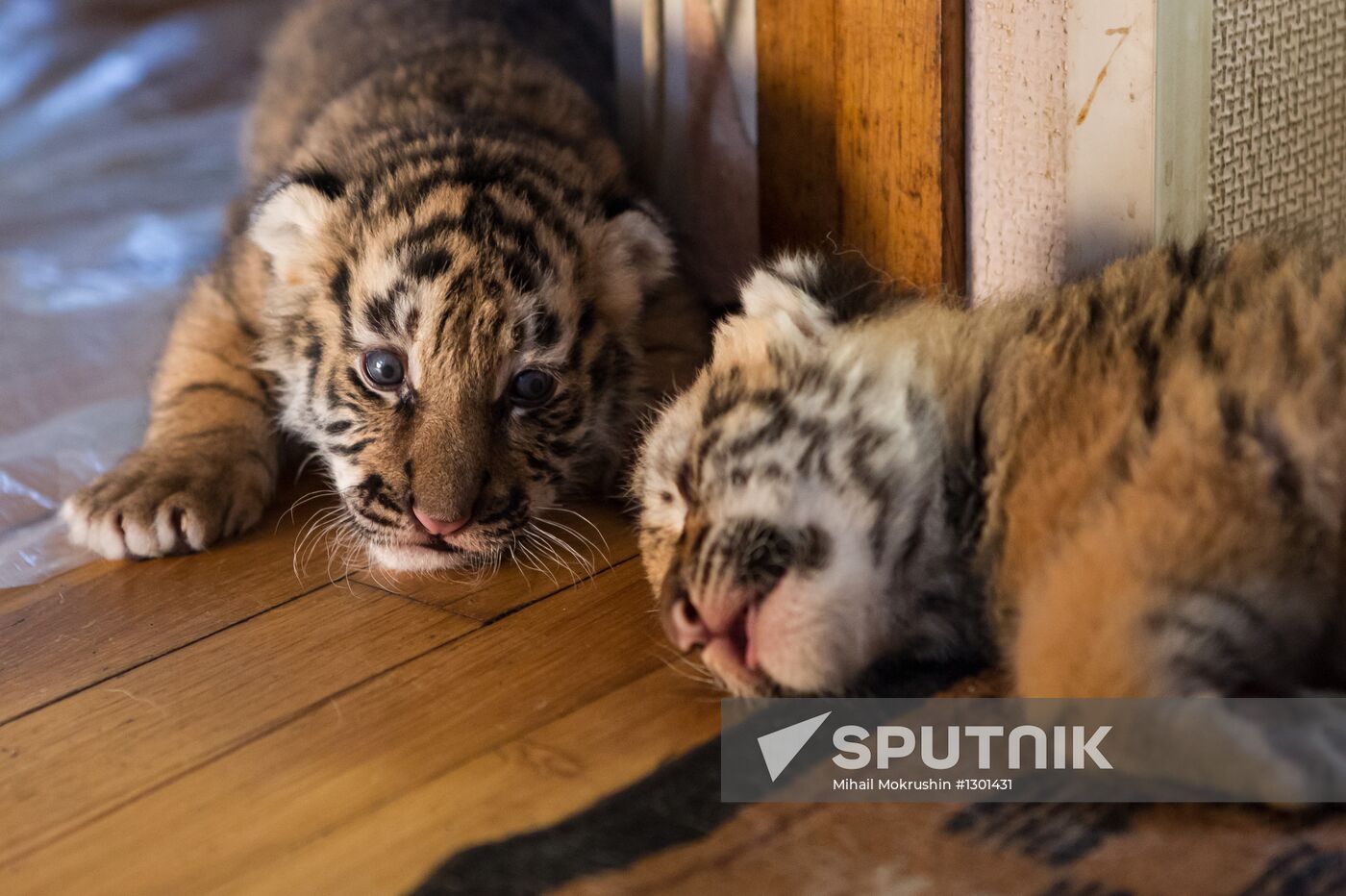 Dog nurses tiger cubs in Sochi