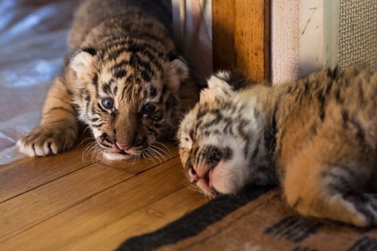 Dog nurses tiger cubs in Sochi