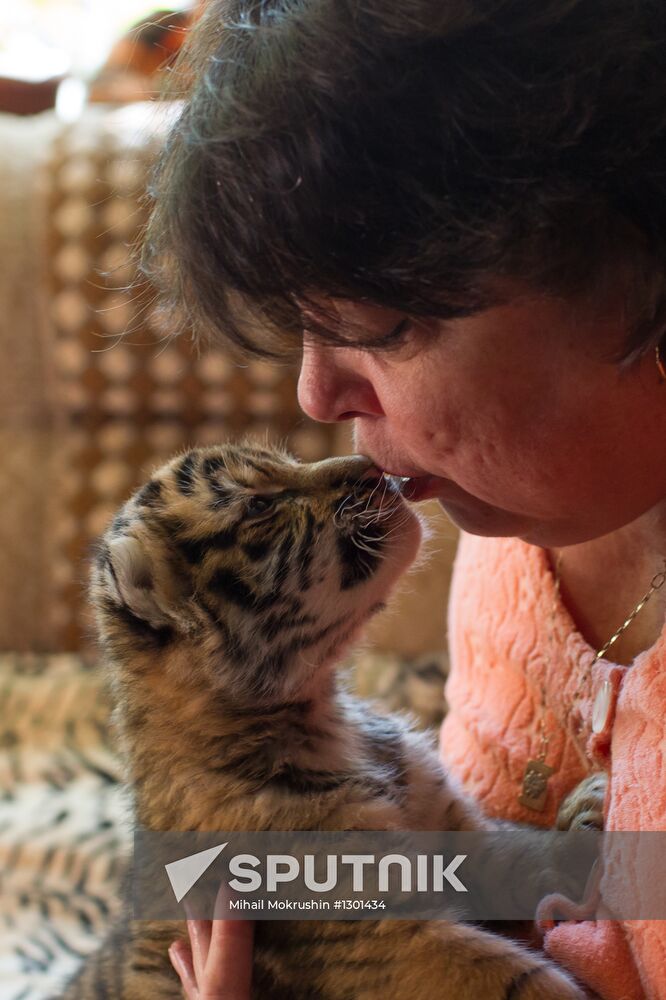 Dog nurses tiger cubs in Sochi