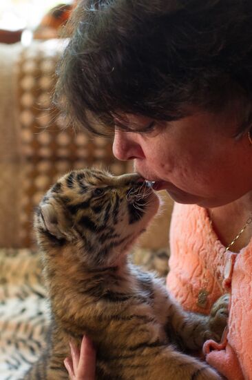 Dog nurses tiger cubs in Sochi