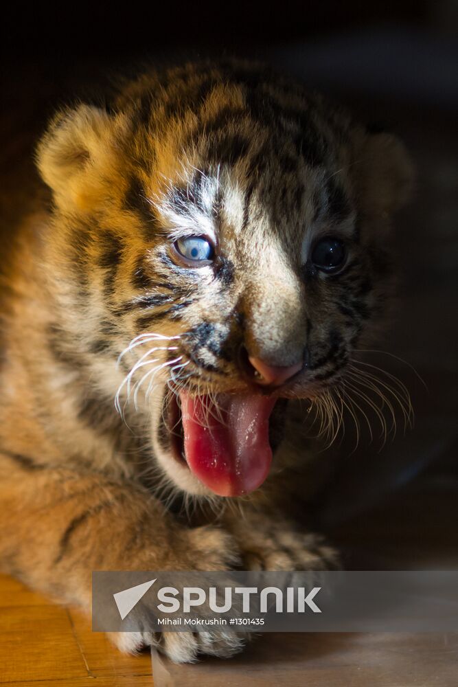 Dog nurses tiger cubs in Sochi