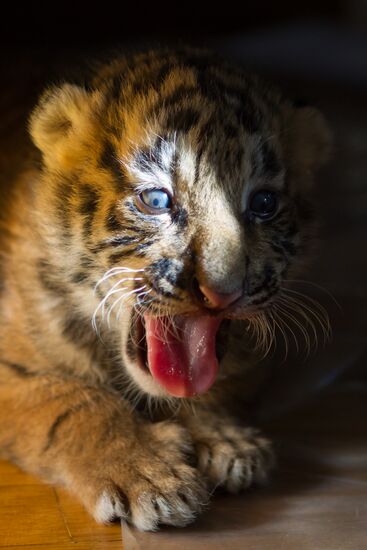 Dog nurses tiger cubs in Sochi