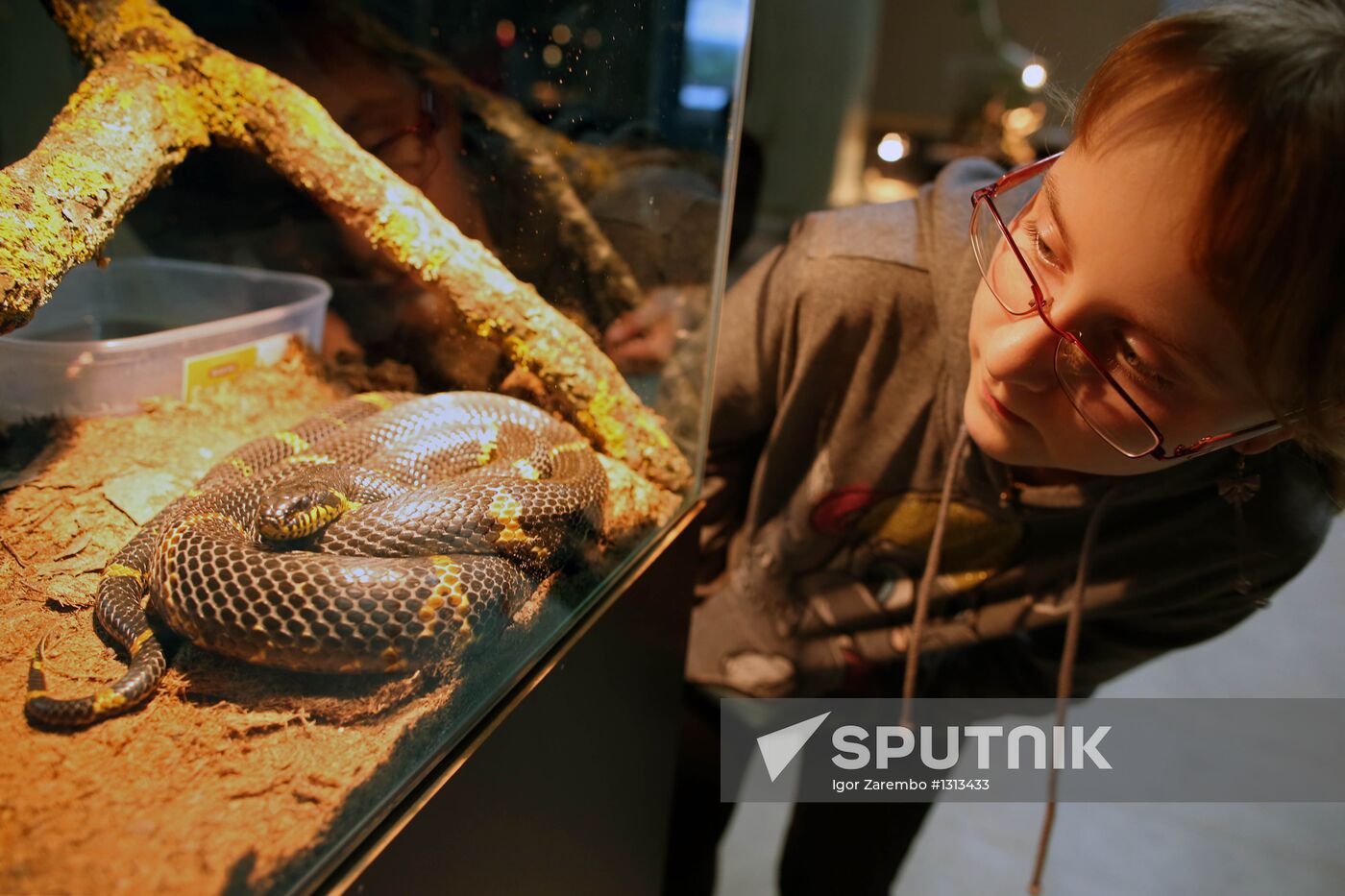 Reptile show in Kaliningrad