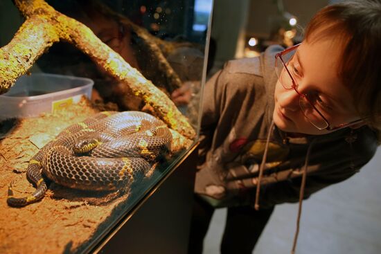 Reptile show in Kaliningrad
