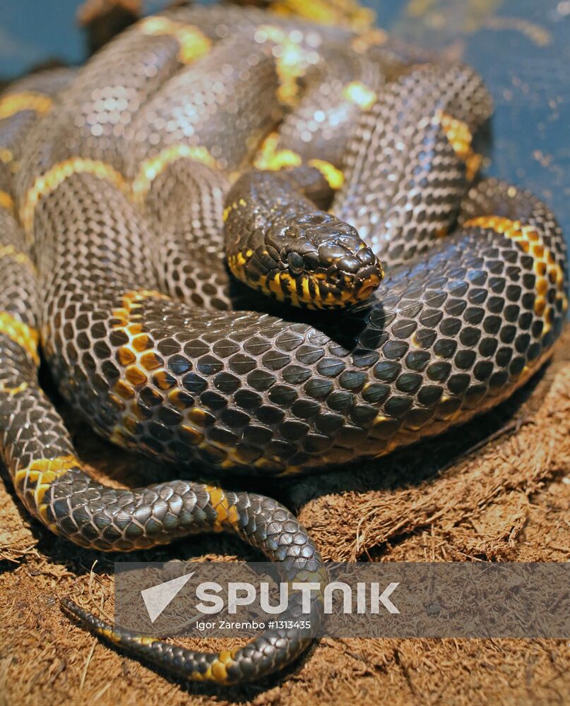 Reptile show in Kaliningrad