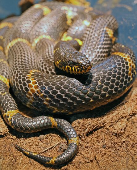 Reptile show in Kaliningrad