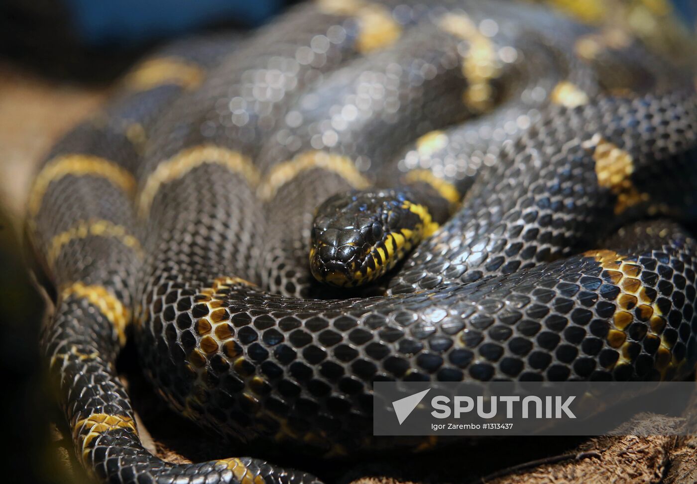 Reptile show in Kaliningrad