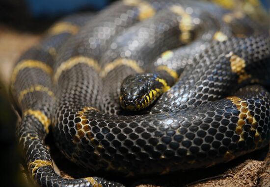 Reptile show in Kaliningrad