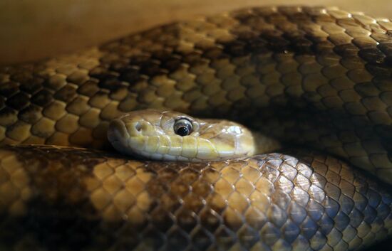 Reptile show in Kaliningrad