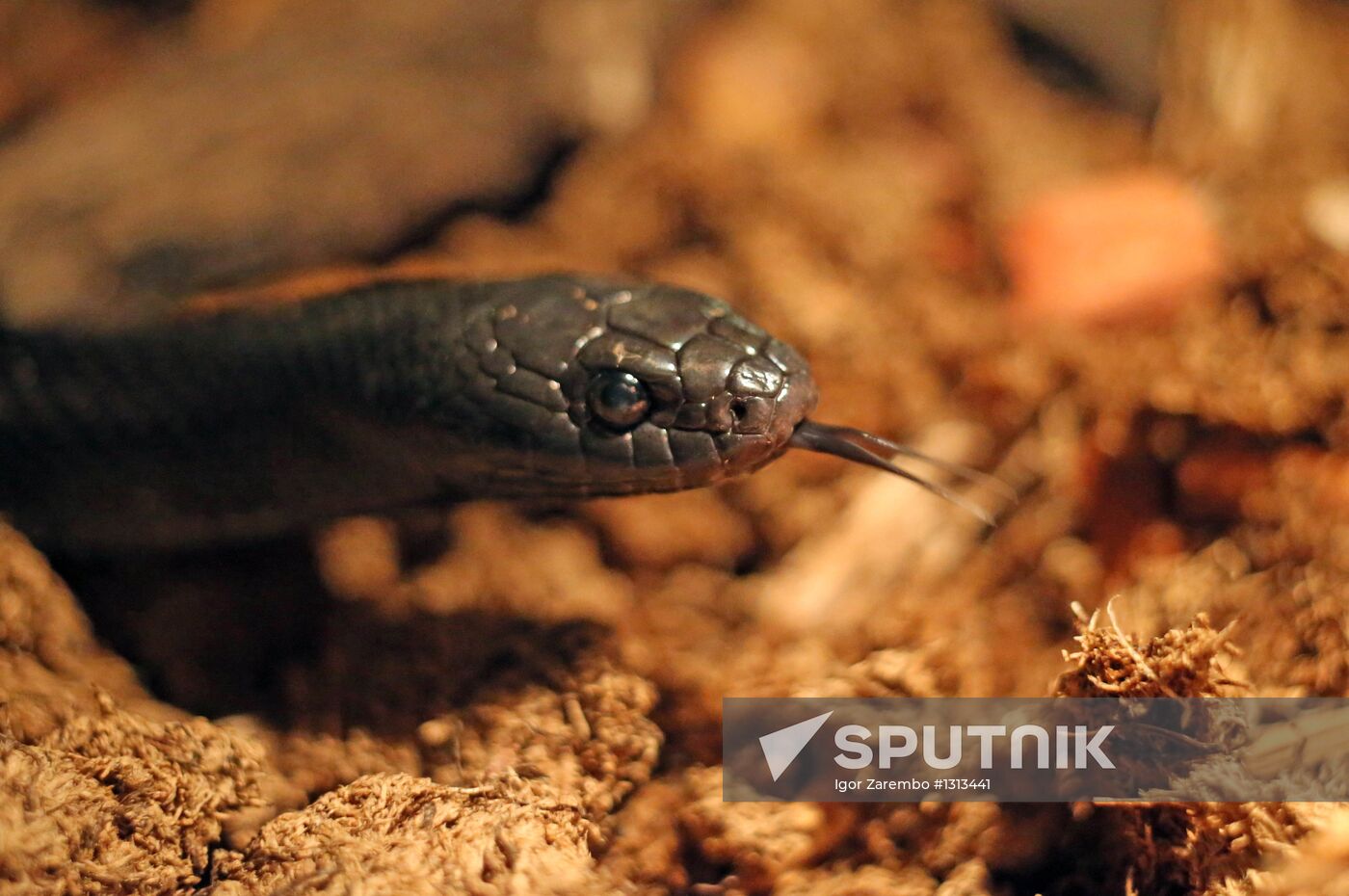 Reptile show in Kaliningrad