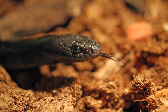 Reptile show in Kaliningrad