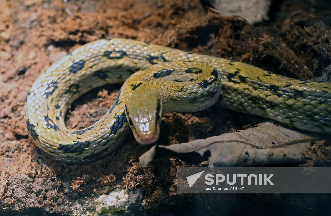 Reptile show in Kaliningrad