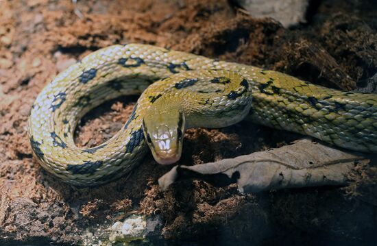 Reptile show in Kaliningrad