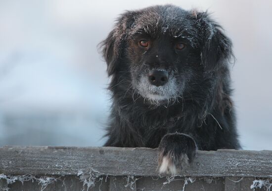 Severe cold in Russian regions
