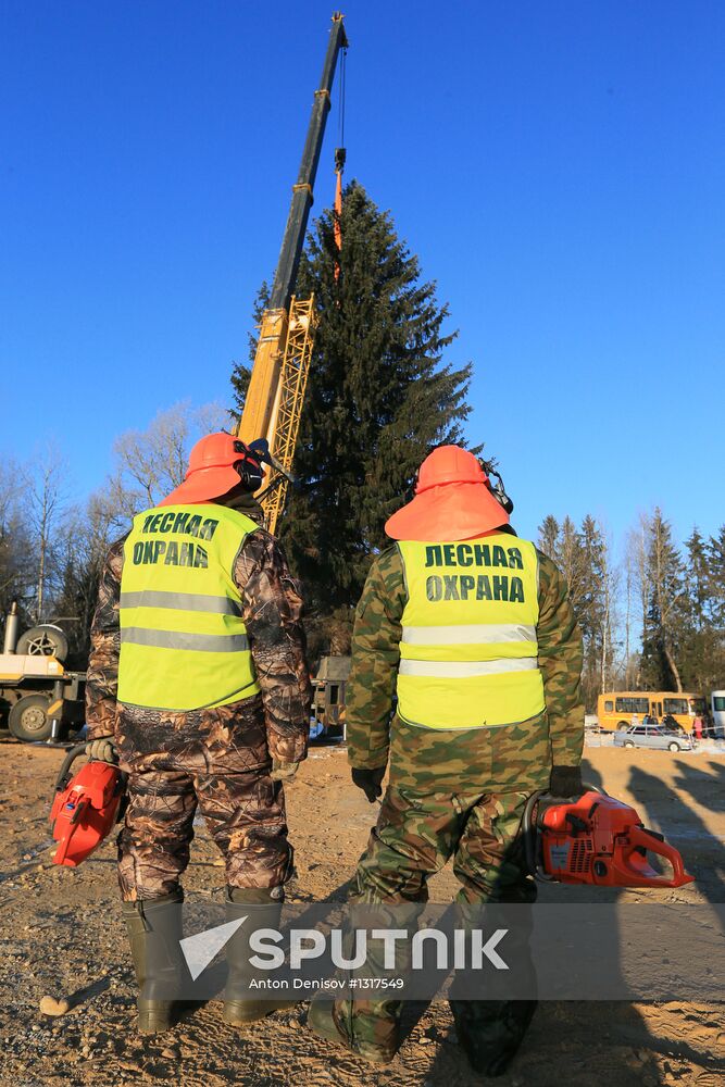 Cutting down the main holiday tree in Moscow suburbs
